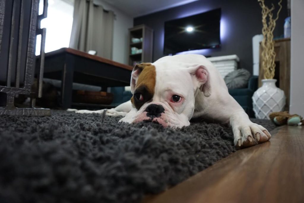 Que sanciones o multas puedo tener si no hay una buena tenencia de mascotas en la propiedad horizontal